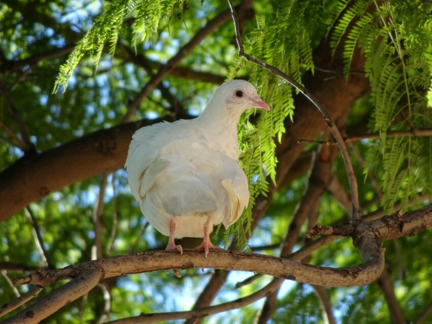 a white bird perched on top of a tree branch