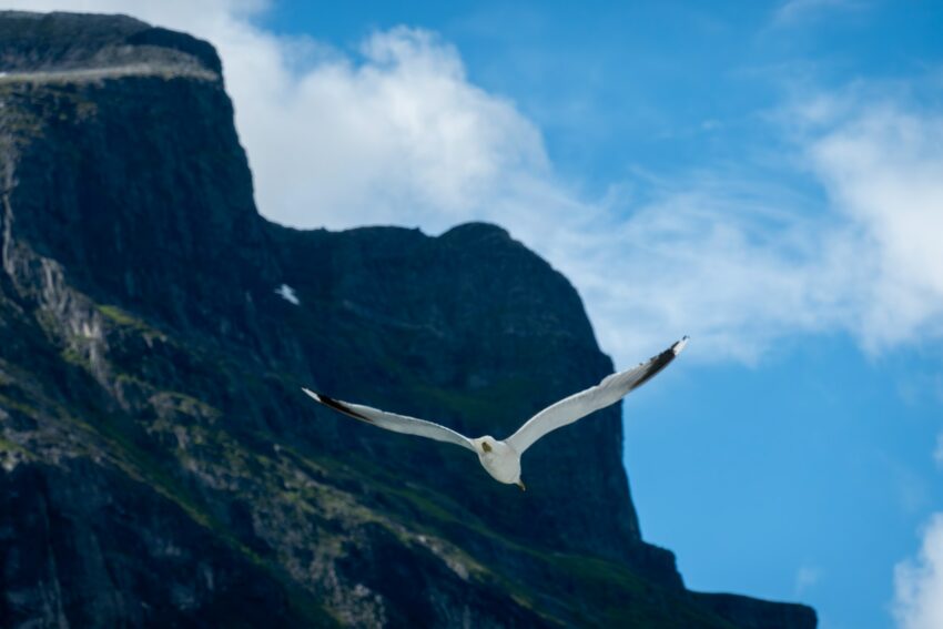 a seagull flying in front of a mountain